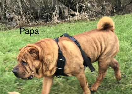Süße kleine Shar Pei Welpen