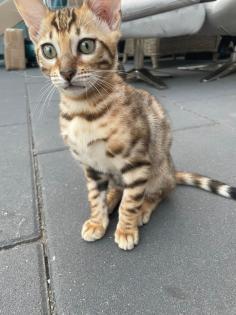 Bengalen Babys suchen neue Dosenöffner