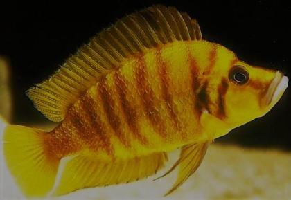 Tanganjika- u. Malawibuntbarsche abzugeben Tropheus, Frontosa, Brichardi, Yello