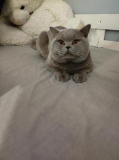 Deckkater BKH