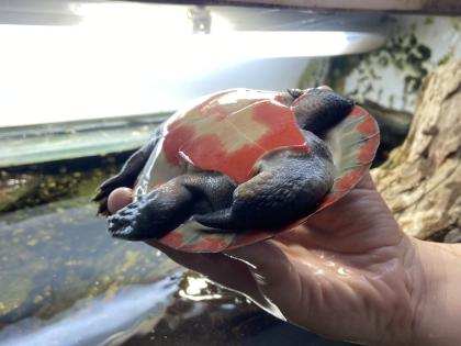 Emydura subglobosa, Rotbauch-Spitzkopfschildkröten, Wasserschildkröten