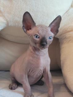 Canadian Sphynx Kitten