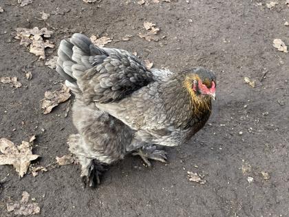Bruteier Brahma gelockt und glatt