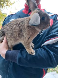 Kaninchen, männlich