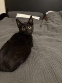 Katzen Babys mischlinge