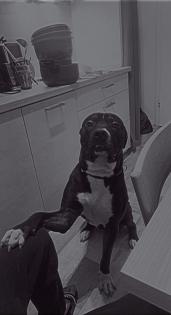 Canecorso boxer old englisch Bulldog