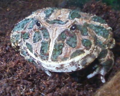 Schmuckhornfrosch