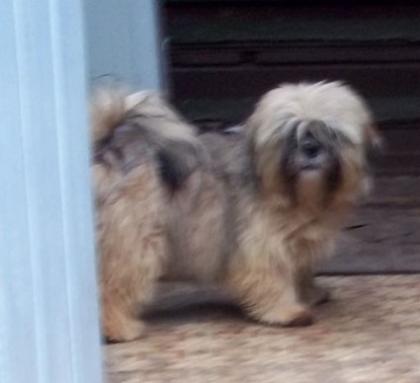 Kleine Apso Wuschel