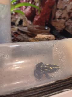 Dendrobates tinctorius nominat 0. 3