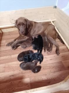 Labrador Welpen