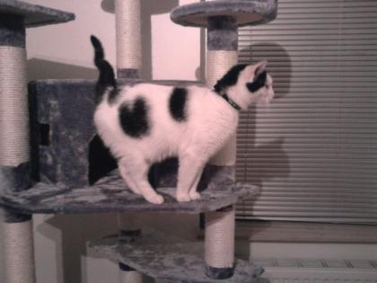 Kiara sucht ein neues Zuhause