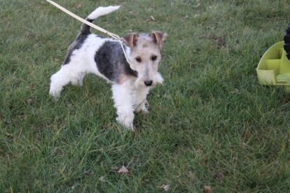 Drahthaar Foxterrier Welpe. Hündin.