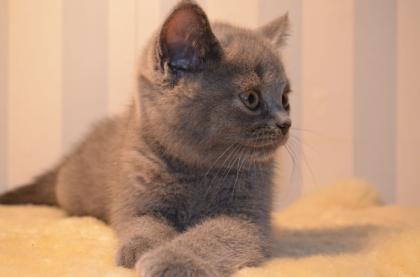 4 kleine BKH Kitten suchen ein neues Zuhause