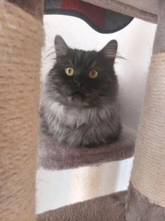 Perser und perser maincoon Mix