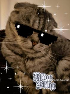 5 Jähriger kastriert Kater Nino Scottish Fold