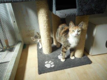 Unsere Katzenmama mit Babys