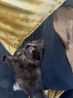 Zwei Perser Kitten suchen ein liebevolles Zuhause