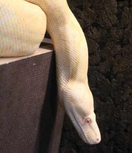 Kaiserboa / Boa Constrictor Imperator / Albino mit Terrarium
