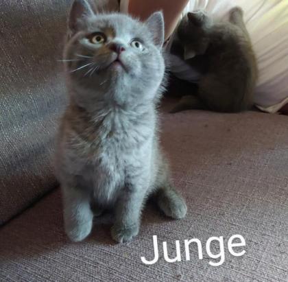 Bkh Kitten Geschwisterpäärchen suchen zusammen ein libes Nest