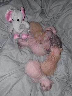 Süße Sphinx kitten