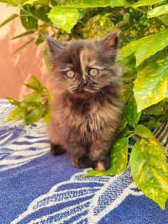 Perser Kitten baby Ab ende Mai 2024 dürfen unsere zwei Kitten ausziehen