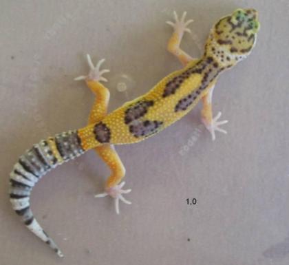 3, 3 Eublepharis Macularius super high yellow subadult