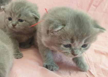 BKH Britisch Kurz Haar 4 Kitten alle Weiblich grau-Blau gesund