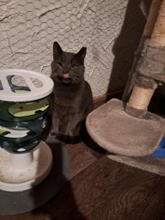Auf der Suche nach einem liebevollen Zuhause Zwei besondere Katzen suchen gemeinsam ein neues Zuhau