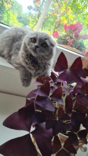 Blh katze kitten mit impfheft