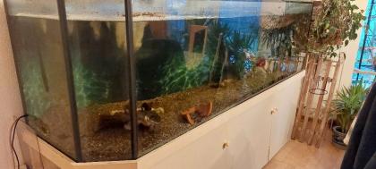 3 emydura subglobosa 2w 1m abzugeben