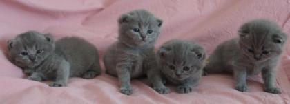 BKH Britisch Kurz Haar 4 Kitten alle Weiblich grau-Blau gesund