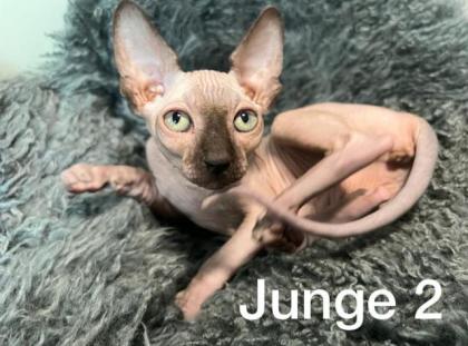 Süße Sphynx Kitten