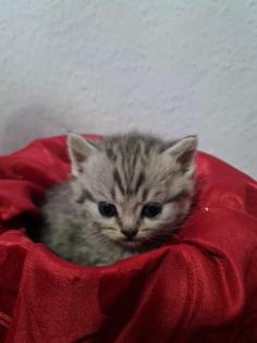 Süße Britisch Kurzhaar Kitten