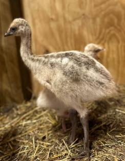 Dromaius novaehollandiae Emu