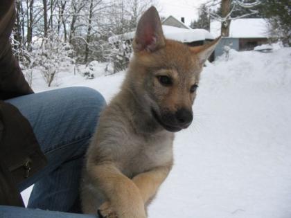 Tschechoslowakischer Wolfshund