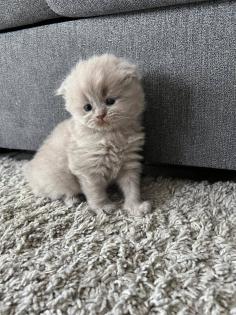 BKH Baby Kätzchen noch 3 Männlich