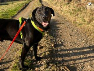 NICKI - männlich 4 Jahre 62 cm 40 kg Perro de Pastor Mallorquin Gechipt Kastriert