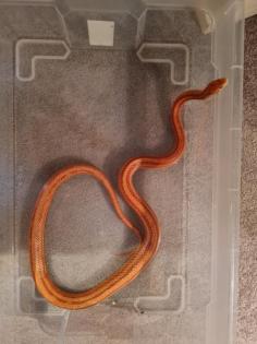 Kornnattern mit Terrarium