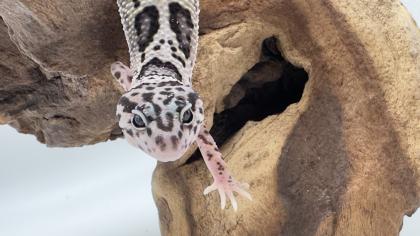 Leopardgecko 1. 13. 16