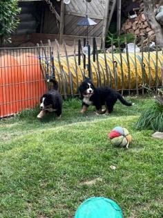 Berner Sennenhund Welpen suchen noch ein Zuhause