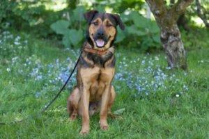 SPUTI - männlich 1 Jahr 63 cm 36 kg Mix Gechipt Kastriert Katzenfreundlich Kinderfreundlich