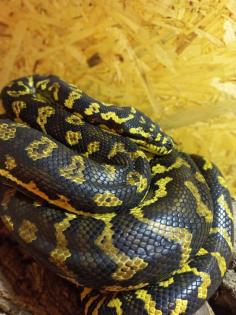 1. 0 Teppichpython Morelia Spilota NZ 16, Diamond Jungle Jaguar