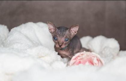 Canadian Sphynx Kitten ab Dez. 2021 abzugeben.