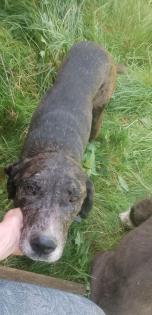 Doggen Mix Rüde sucht neues Zuhause