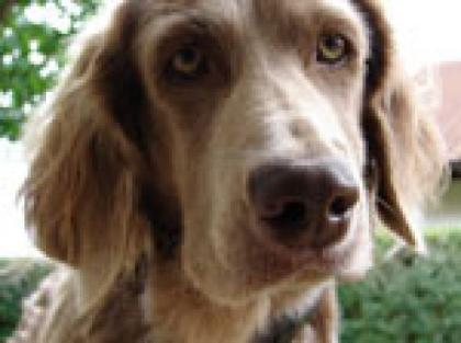 LANGHAAR WEIMARANER WELPEN