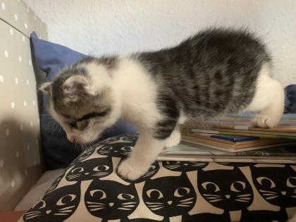 Maine Coon Kitten Mix, Katzenbabys Kätzchen