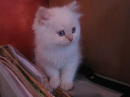 Perser Babys mit blauen Augen