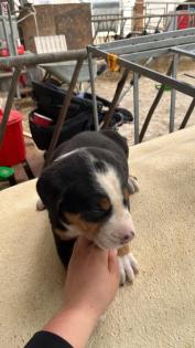 Schweizer Sennenhund Welpen