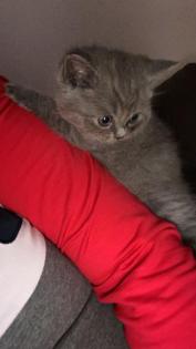 Bkh Kitten 2 Kater