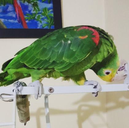 2 Jahre alten Amazonas-Papagei